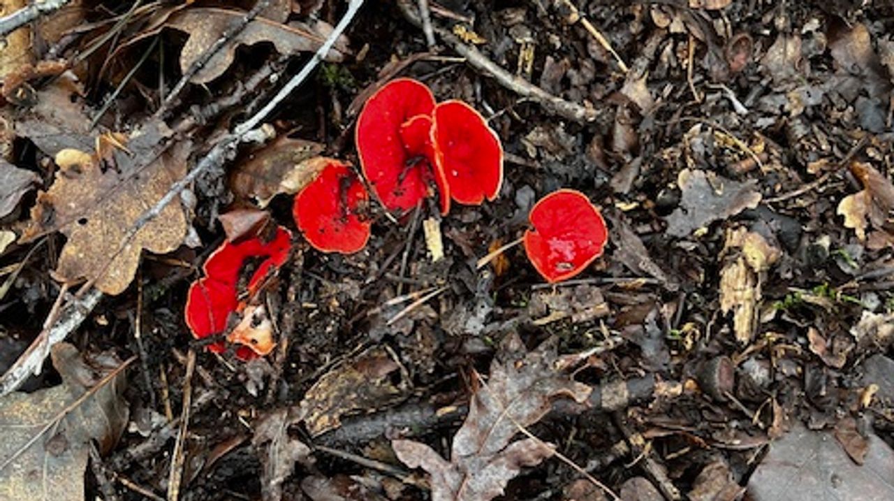 De krulhaarkelkzwam die Jennifer zag (foto: Jennifer Batenburg). 