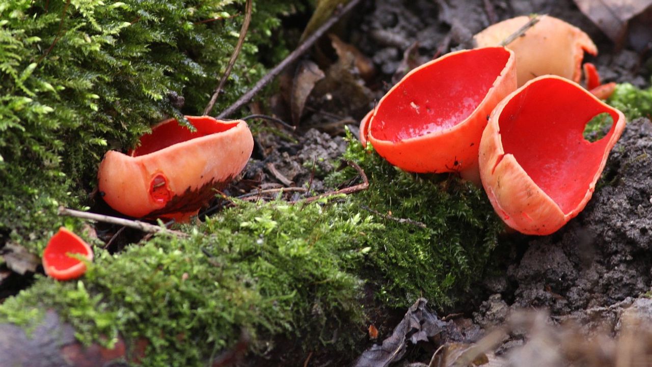 De krulhaarkelkzwam (foto: Peter Meininger). 