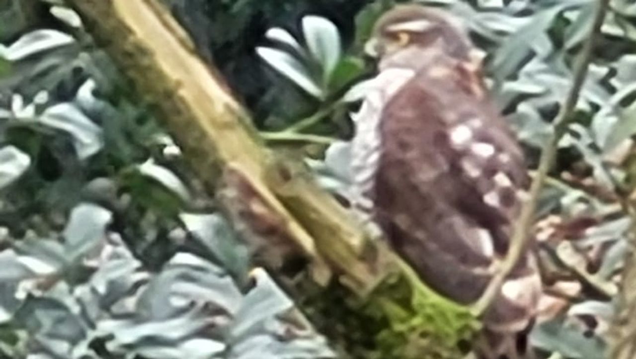 De jonge sperwer nadat hij een muis heeft aangevallen (foto: Julie Roggen)