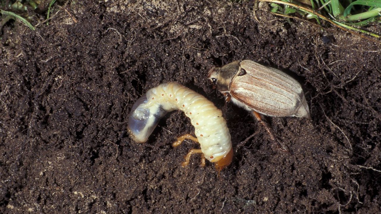 De engerling en meikever zijn smakelijke hapjes voor veel vogels (foto: Saxifraga Frits Bink) 
