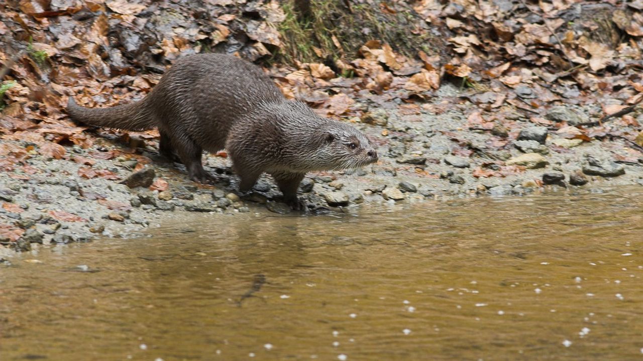 Adrie vraagt zicht af of de otter terug naar Brabant komt (foto: Martin Mollet).