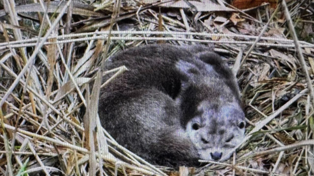 Er zijn sporen van van otters aangetroffen in het Markdal (foto: Zoogdiervereniging).