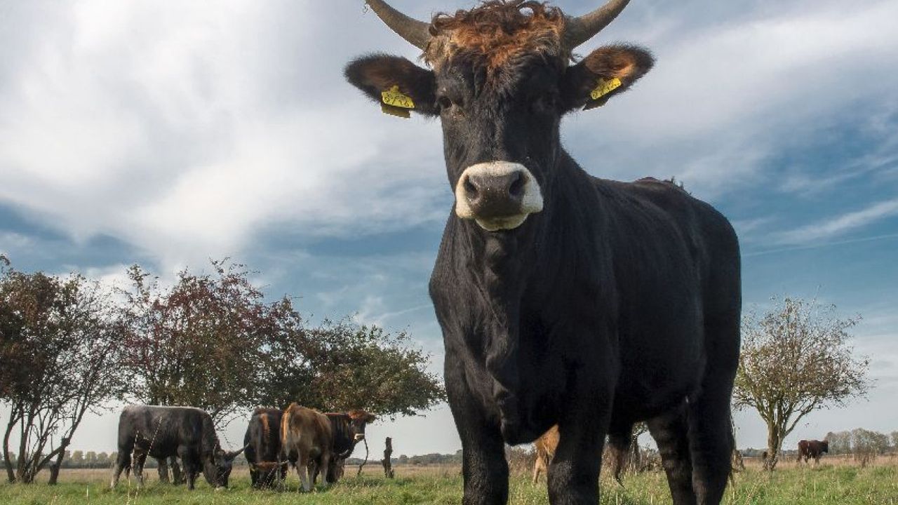 In het natuurgebied van de oude Maasbocht proberen ze het Europese oerrund terug te brengen (foto: James van Leuven).
