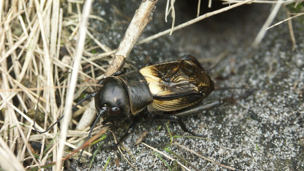 De kop van een veldkrekel in ons land is groter dan het halsschild van de krekel (foto: Willem Jan Hoeffnagel).
