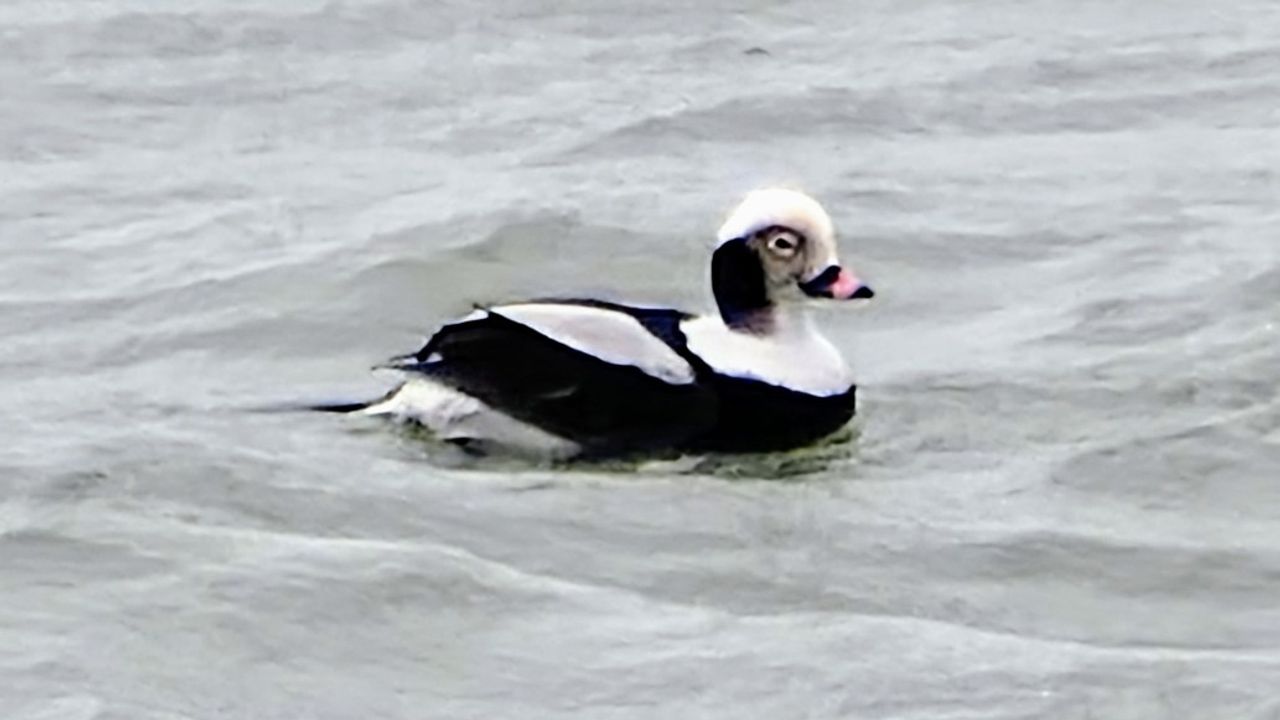 Marianne Wijten zag een mooie mannetjes ijseend (foto: Marianne Wijten).
