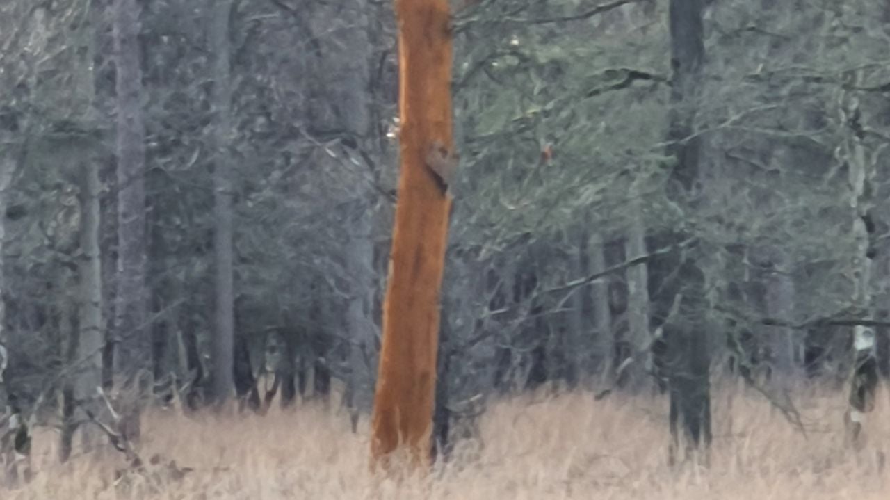 Waardoor heeft deze boom een oranje stam? (foto: Peggy Berkers) 