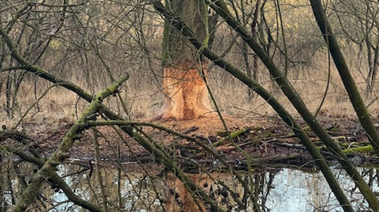 Een bever heeft aan deze boom geknaagd (foto: Mieke de Bruin)
