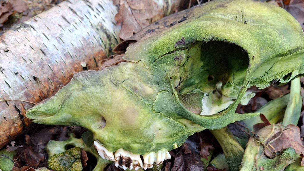 Schedel van een reegeit (foto:Dick van den Braak). 