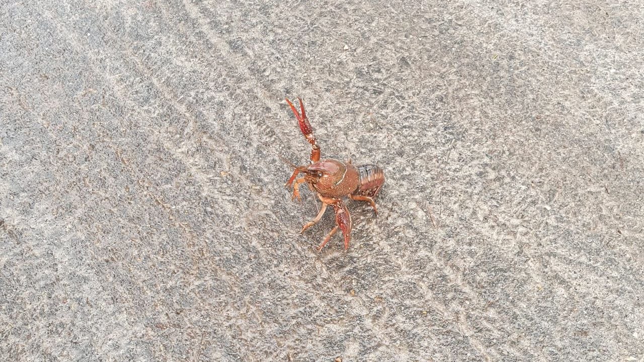 Gestreepte Amerikaanse rivierkreeft (foto: Miriam)