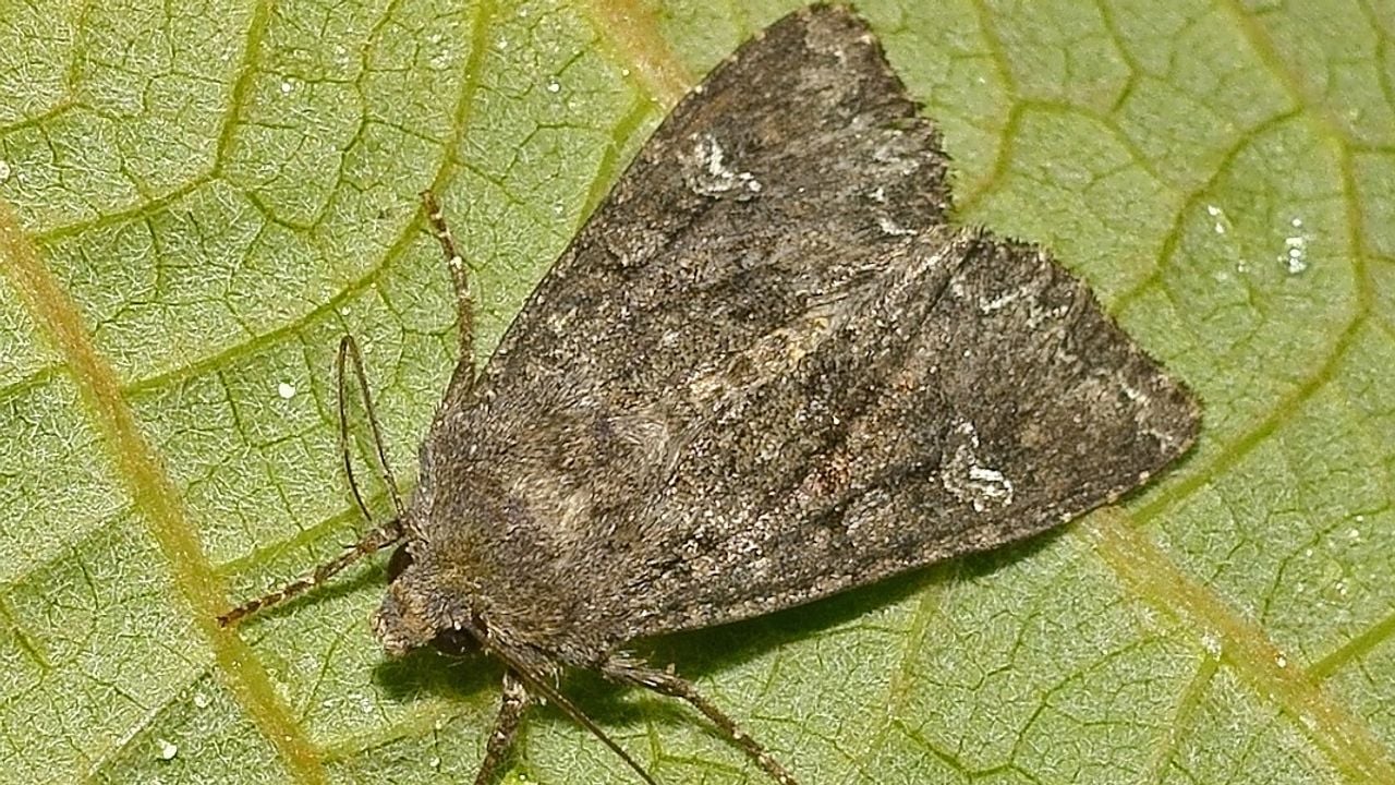 En toen werd de rups een vlinder (foto: Saxifraga Ab Baas)