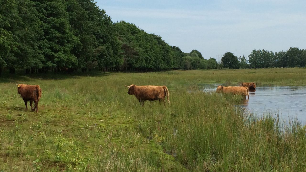 Schotse Hooglanders grazen in Huis Ter Heide ( Frans Kapteijns) 
