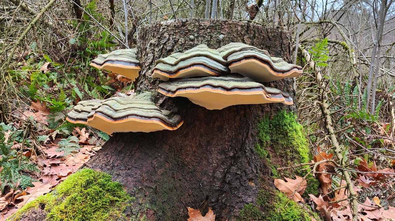 Roodgerande houtzwam ( foto: San Maton)