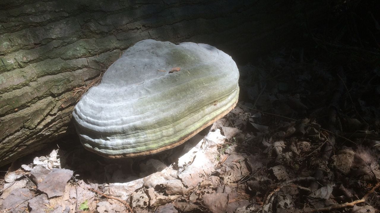 De tonderzwam (foto: Frans Kapteijns)