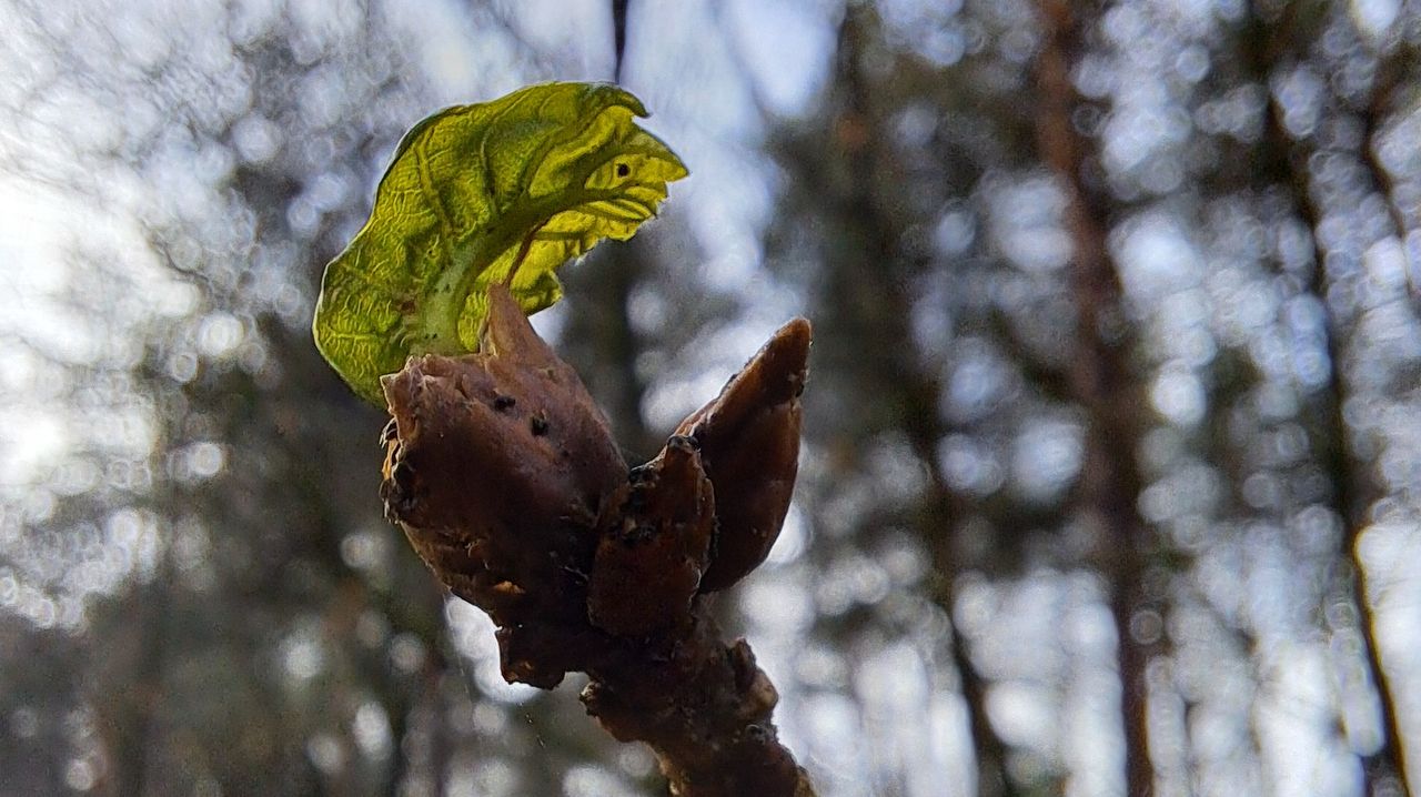 De lente ontluikt (foto: Chantal Tijbosch)