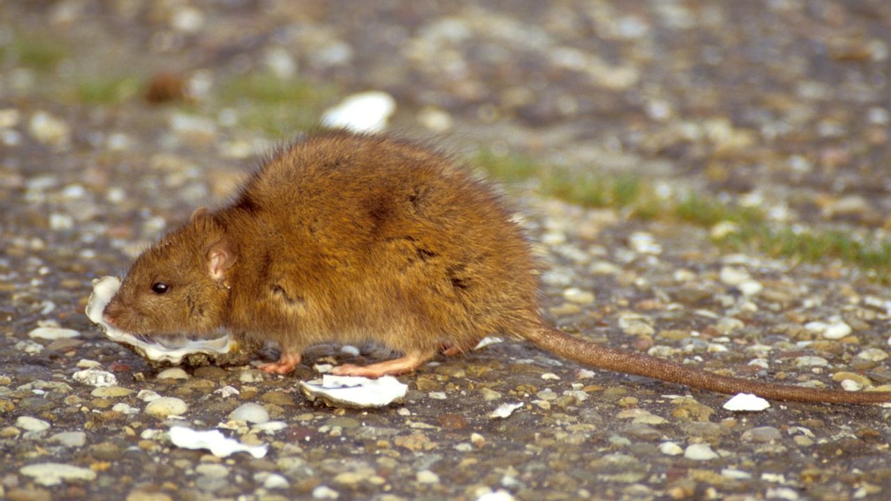 Een bruine rat heeft dikkere keutels dan een muis.