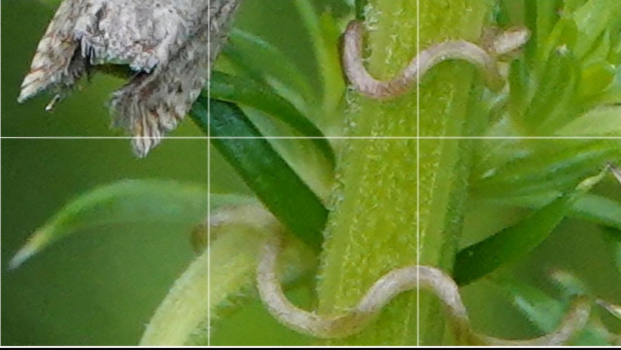 Frans denkt dat dit aaltjes zijn (foto: Willeke van Delft).