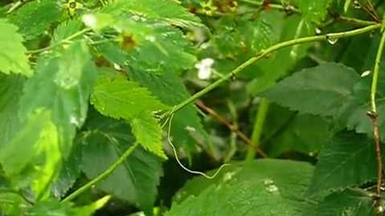 Deze paardenhaarwormen manipuleren hersenen van sprinkhanen en krekels.