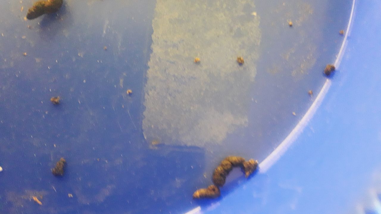 Uitwerpselen van vermoedelijke een bruine rat (foto Bep Klijsen).