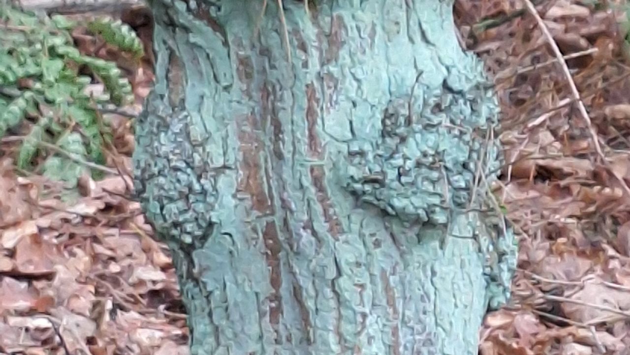 Wat is dit groene op deze boom? (foto: Marja van de Hurk).