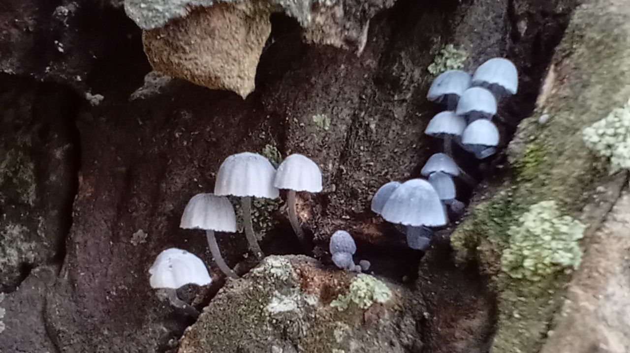 Deze prachtige paddenstoelen heten blauwgrijze schorsmycena (foto: Margot Reijnder).