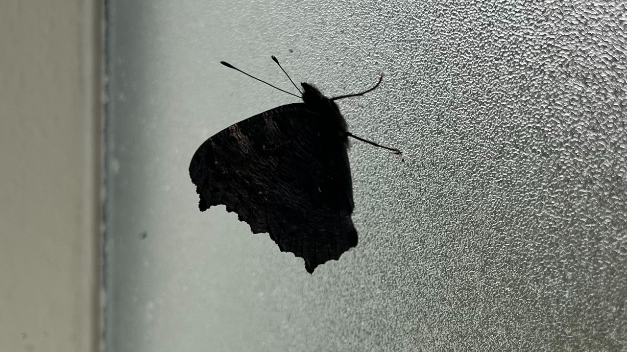 Dit is een overwinterende dagpauwoog (foto: Rikie van Kuppenveld).