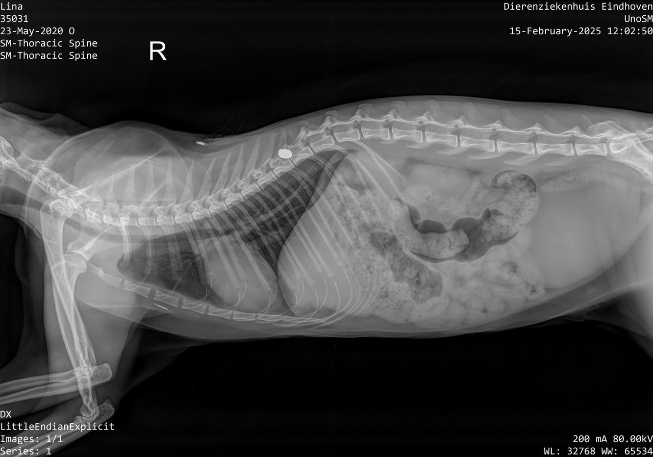 Het kogeltje in de ruggenwervel van Lina (Foto: Dierenziekenhuis Eindhoven).