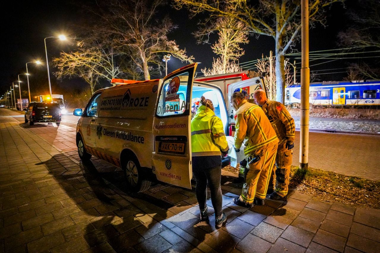 De Dierenambulance en de brandweer ontfermden zich over het dier (foto: SQ Vision).
