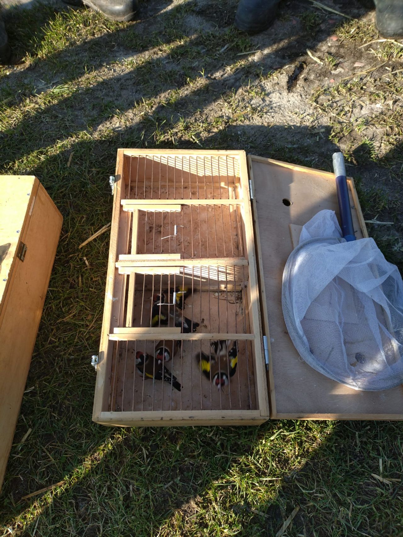 Een aantal van de gevonden vogeltjes (foto: Facebook SSiB).