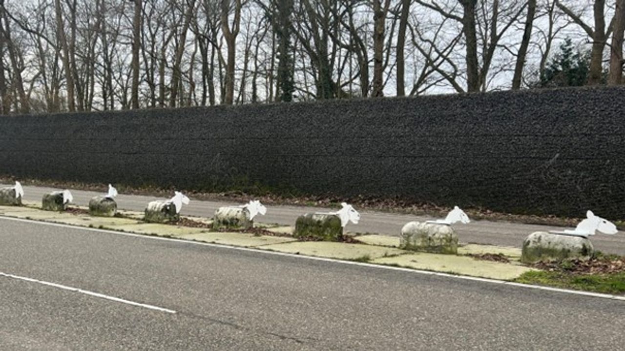 Rijtje schapen langs de Leenderweg (foto: Studio040).