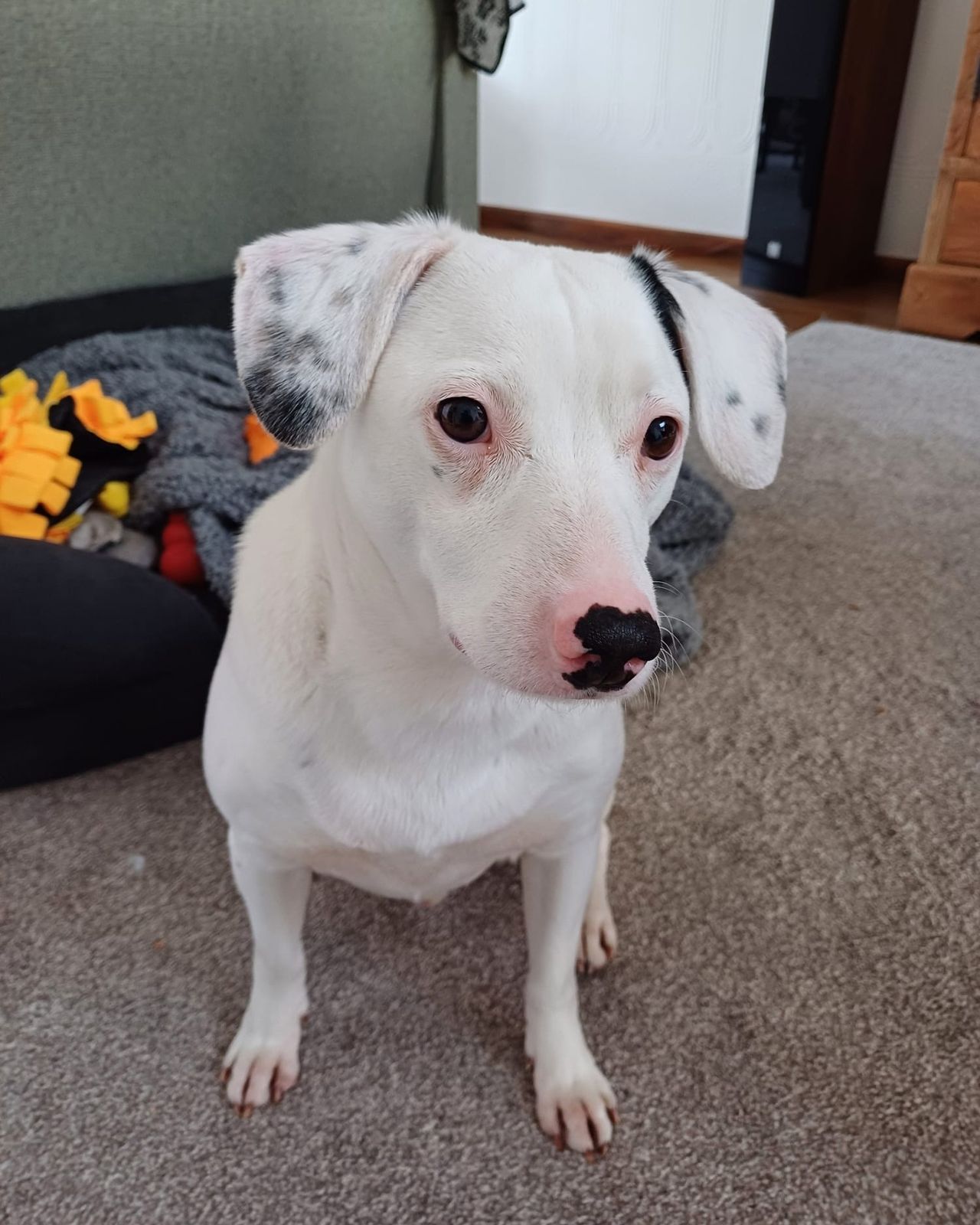 Dit mandje is zijn nieuwe thuis (foto: DOC Breda).