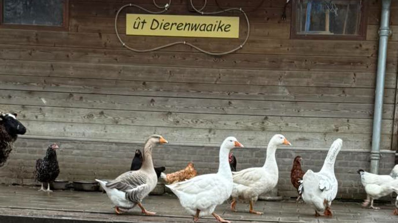 De vogels bij kinderboerderij ût Dierenwaaike in Hapert (foto: Facebook ût Dierenwaaike).