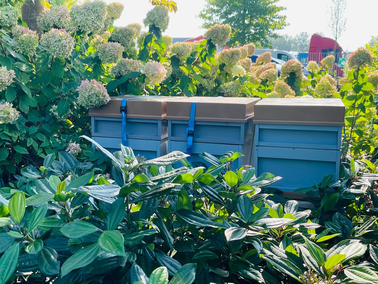Bijenkast op bedrijventerrein Loven Tilburg (foto: Provincie Noord-Brabant).