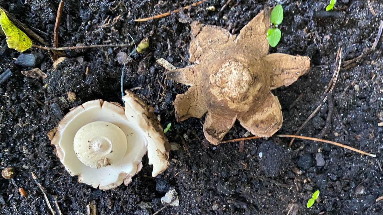 Foto: Frans Kapteijns