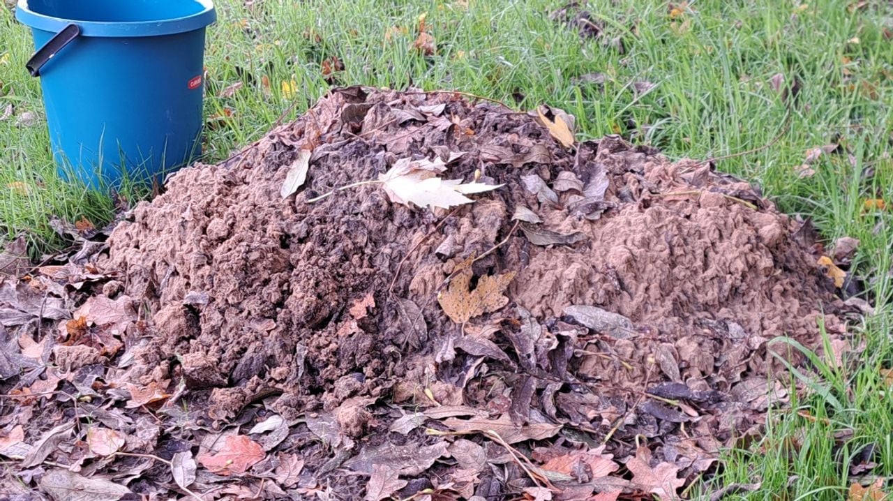 Foto: Sjef van Gisbergen