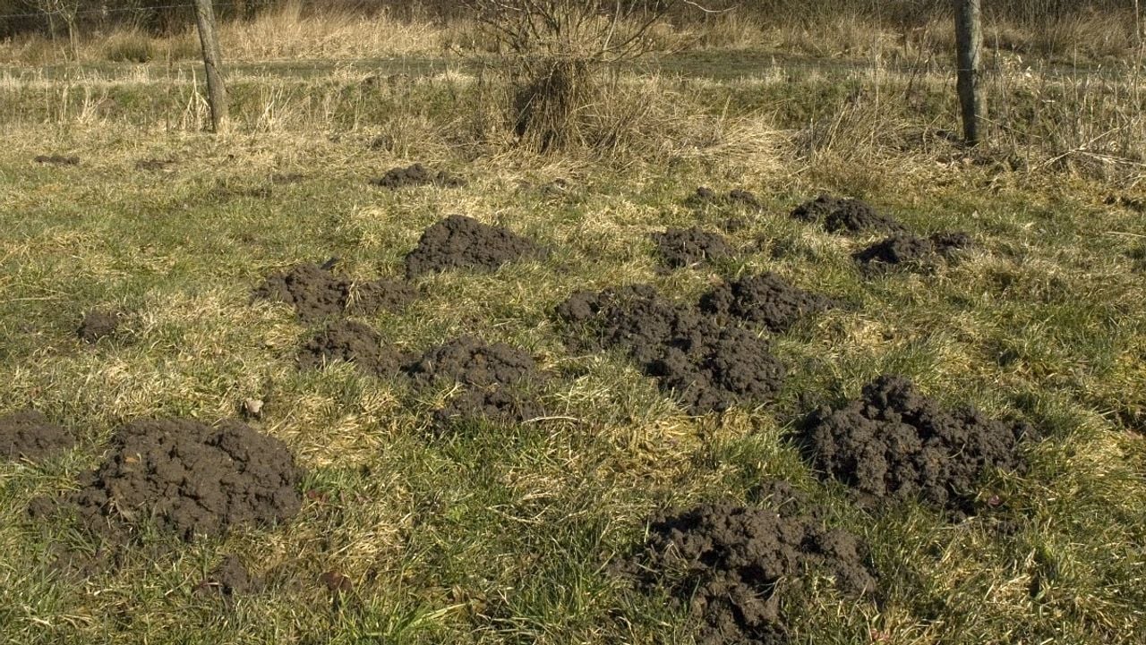 Foto: Jan van der Straaten
