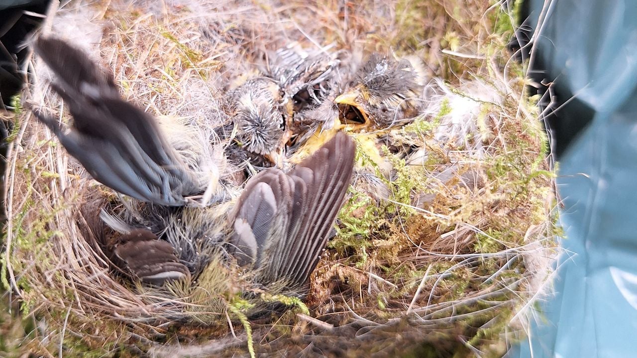 Foto: Yvonne Rommelaars