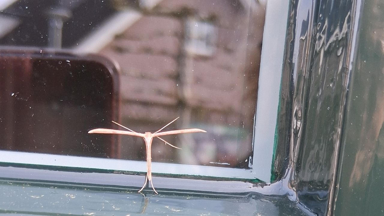 Welk insect gluurt hier naar binnen? (Foto: Maria van de Einden) 