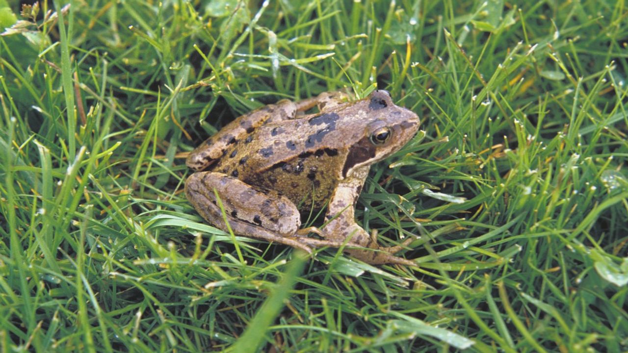 Bruine kikker moet jij niet slapen? (foto: Saxifraga Kees Marijnissen)