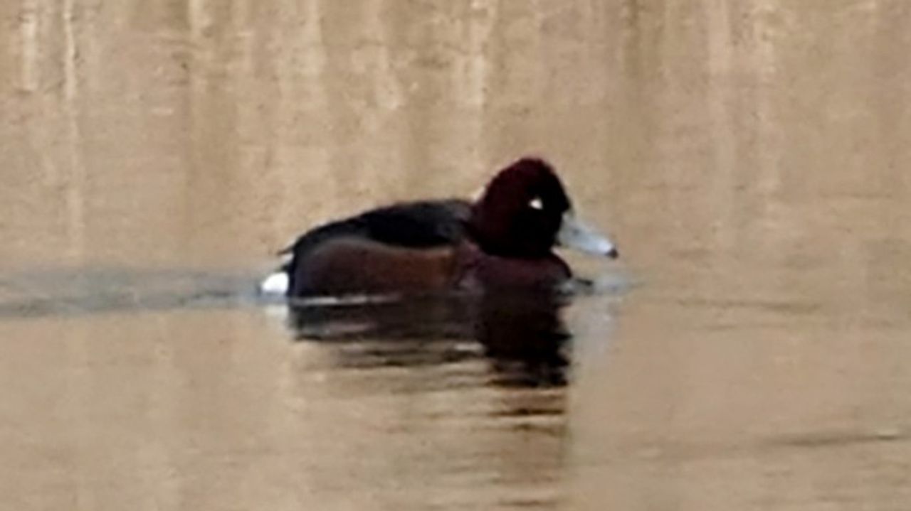 Wat heb je mooie witte ogen (foto: Marianne Wijten)