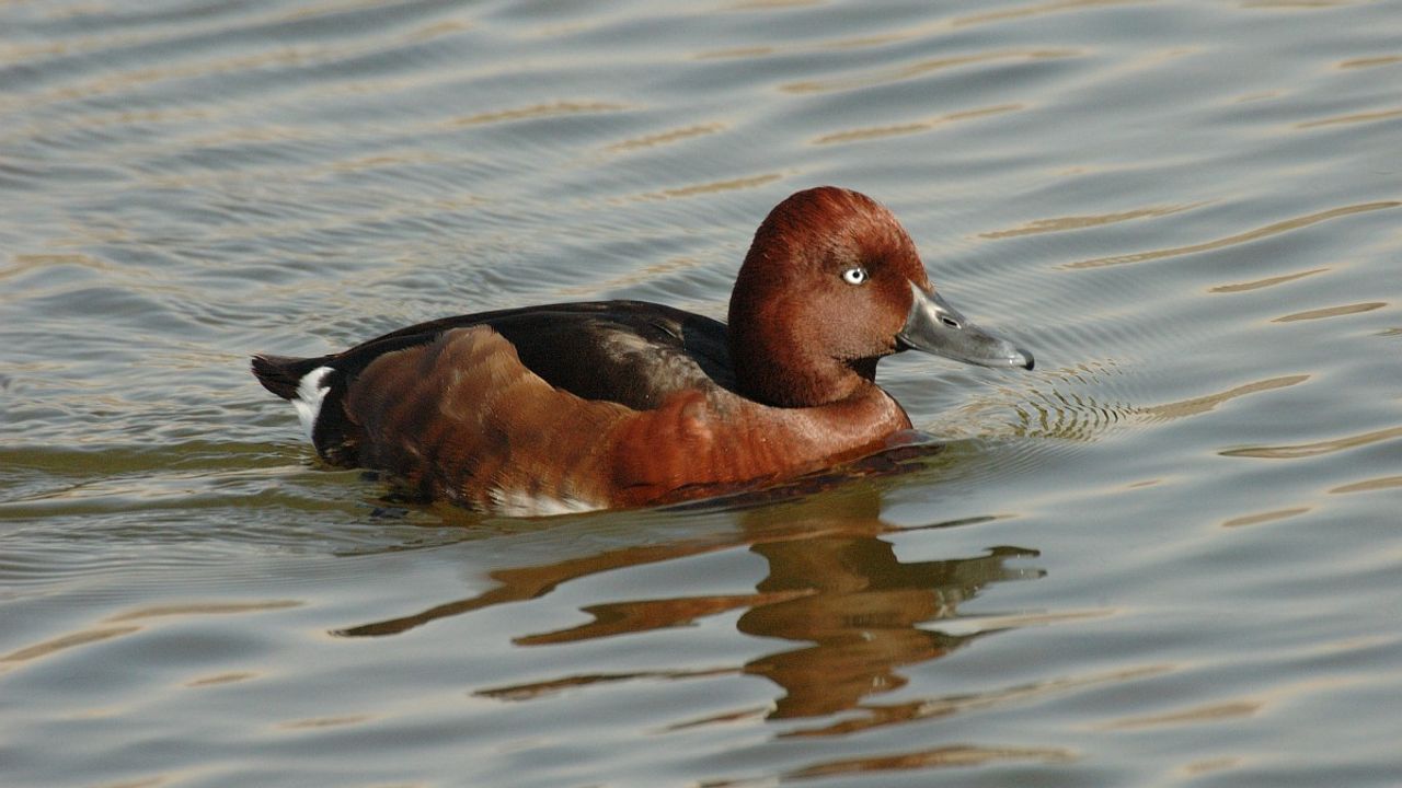 Witoogeenden zwemmen samen met andere duikeenden (foto:Saxifraga Jan van  der Straateren)