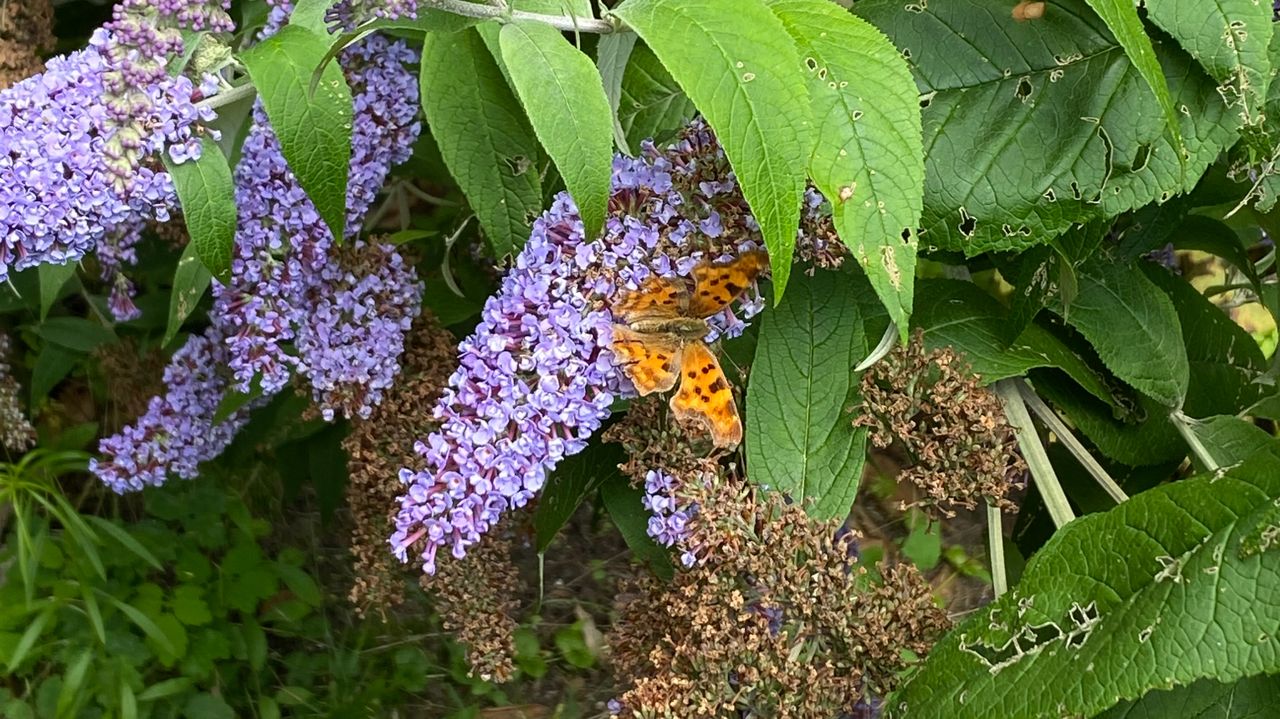 De gekartelde vleugels van de gehakkelde aurelia (foto: Frans Kapteijns)