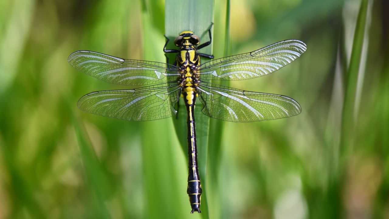 De zeldzame libellensoort beekrombout is gespot (foto: Bas van Sambeek)