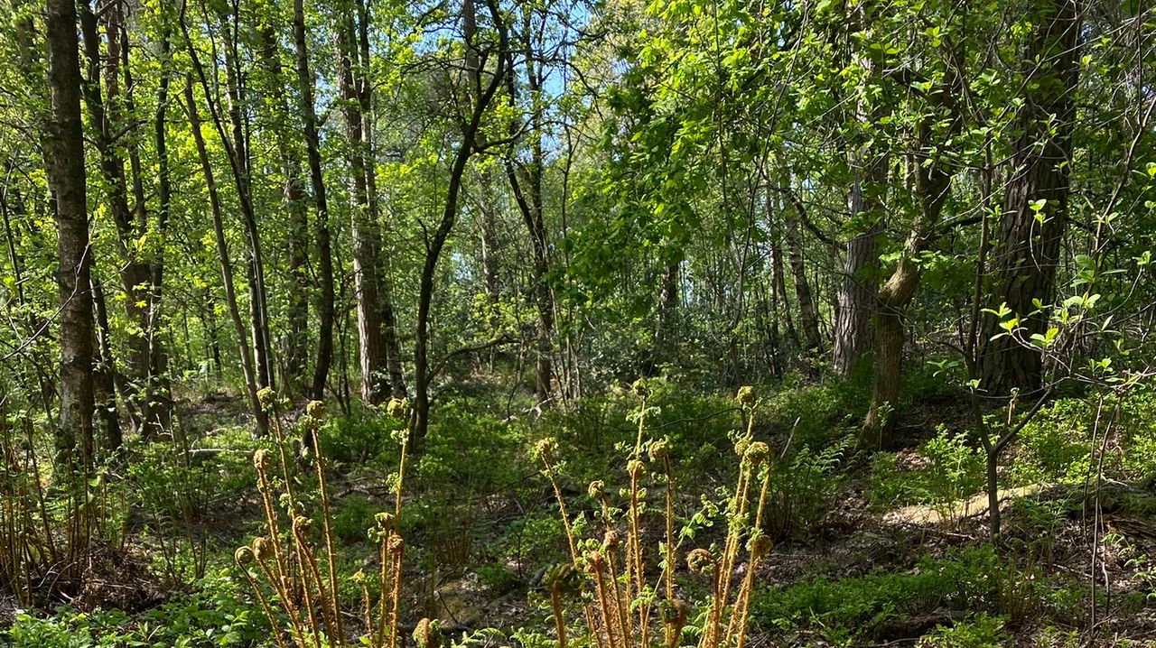 Natuurbeheer laat vennen en bossen stralen (foto: Frans Kapteijns) 