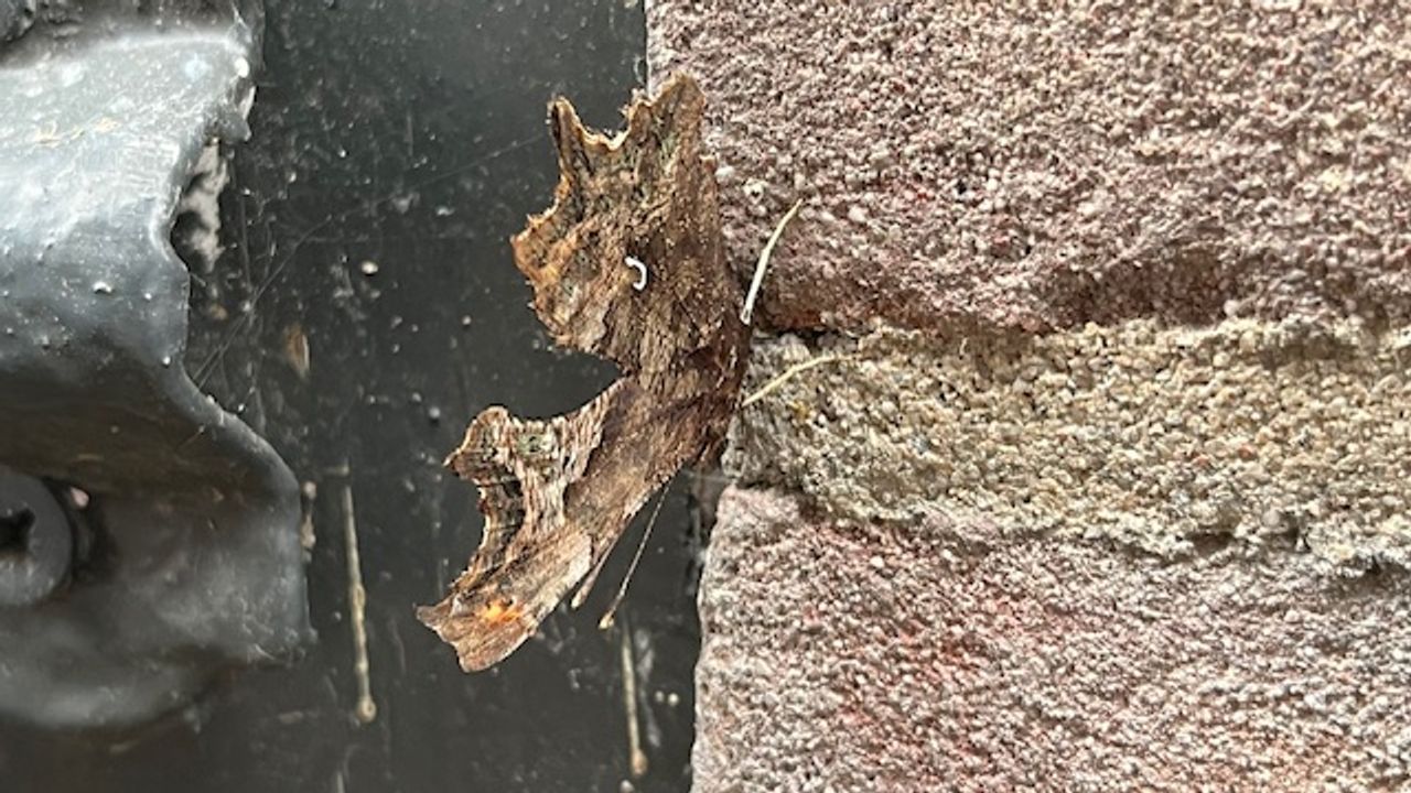 Zie je hier een nacht- of een dagvlinder? (foto: Irma Korsten) 