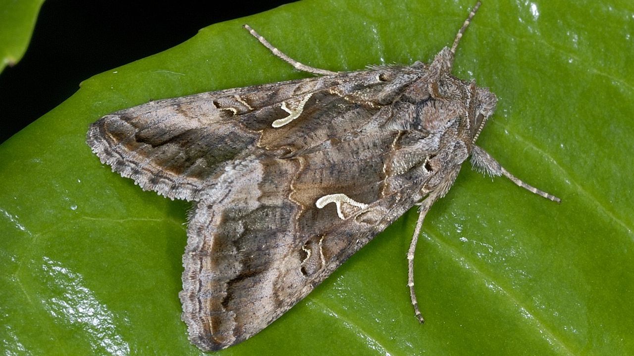 Deze nachtvlinder wordt ook wel pistooltje genoemd (foto: Ab H Baas)
