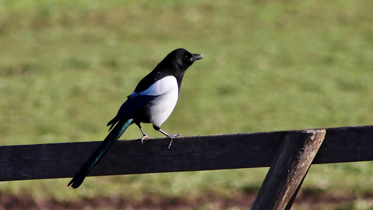 Een jonge ekster (foto: Pixabay).