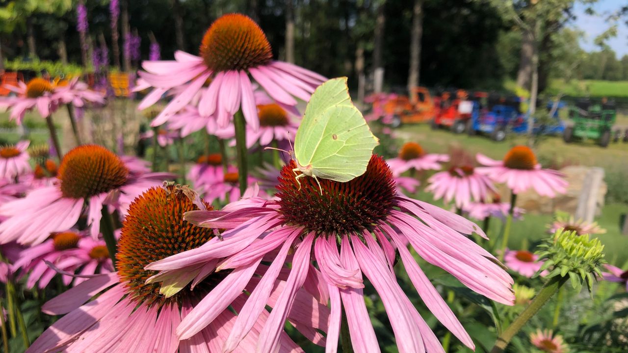 Een citroenvlinder (foto: Frans Kapteijns).