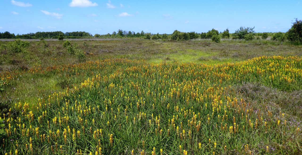 Hoogveen op zijn best, het Bargerveen in Drenthe (foto: meetingnature.nl).