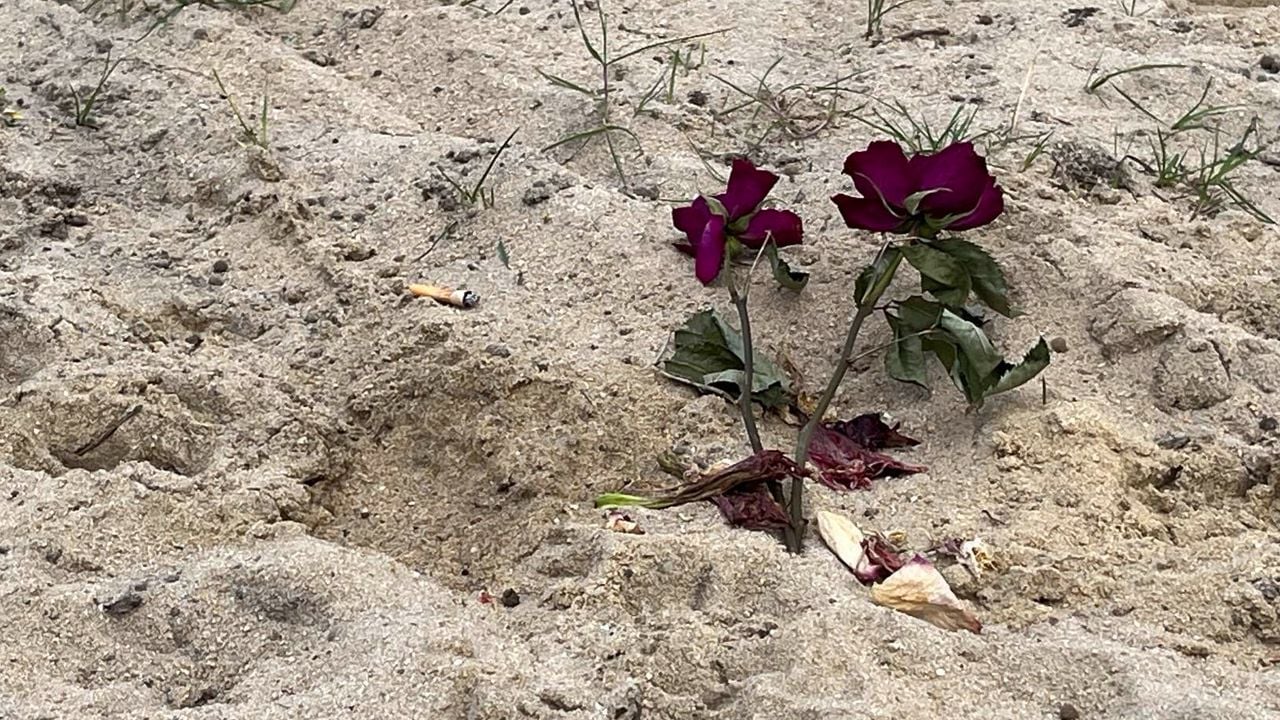 Bloemen in de Loevensteinlaan (foto: Jan Waalen).