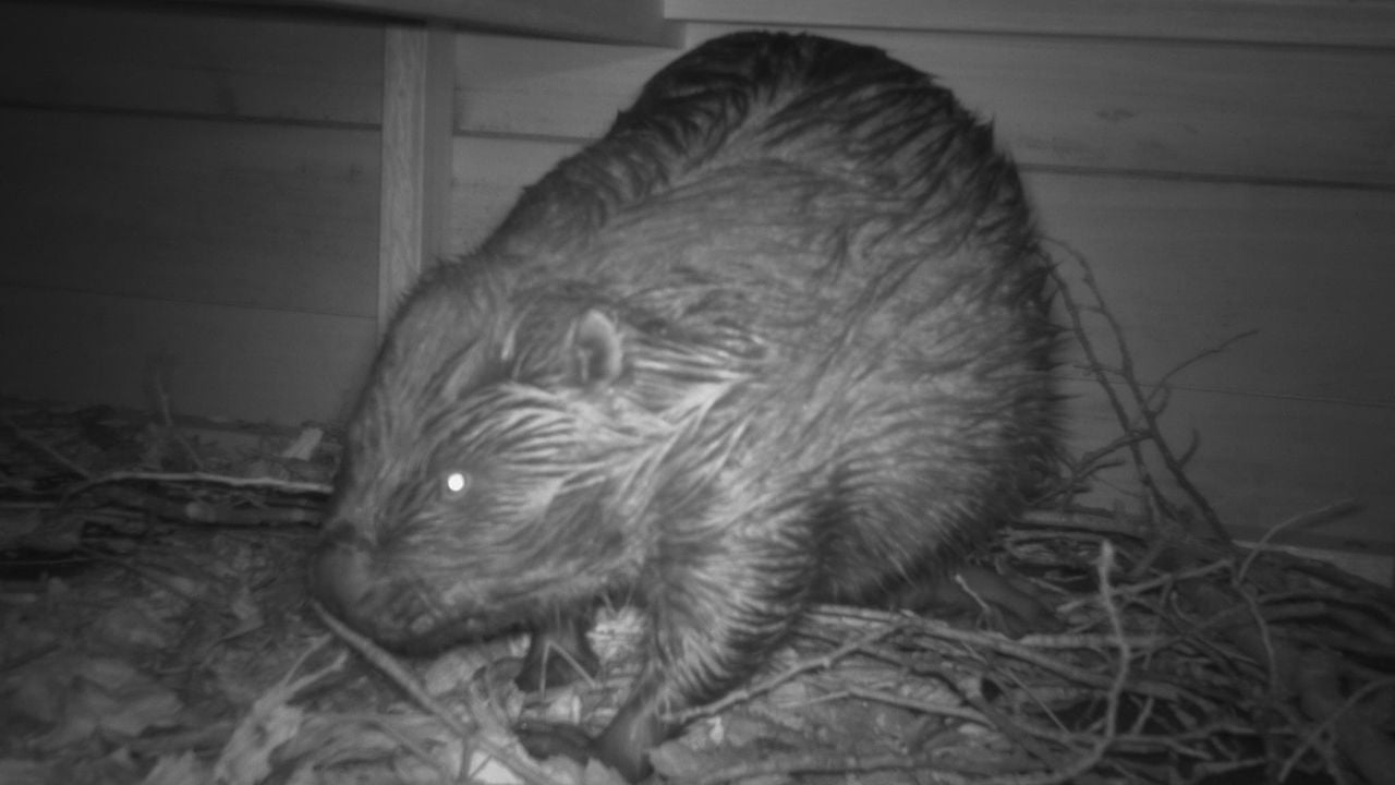 Een bever vastgelegd op een camera in het drijvende hotel (foto: waterschap).